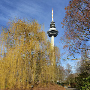 Luisenpark trauerweide 1200