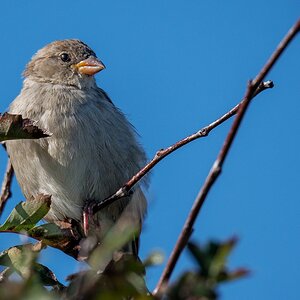 D50 7213 Jungspatzenweibchen IA 9 2018