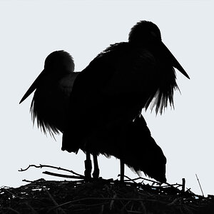 storchen silhouette 1200