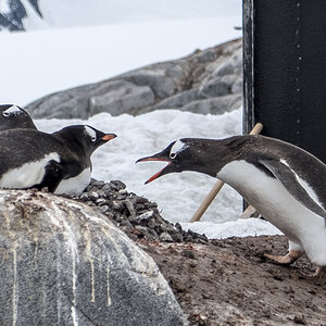Pinguin schreit