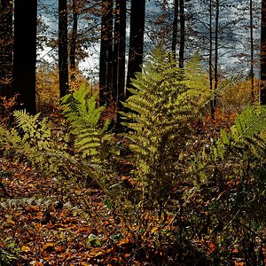 Farn im Gegenlicht