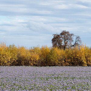 Blühendes Feld im November

11. Nov. - Nikon D500, Nikon 80-400mm @112mm