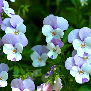 Blümchen