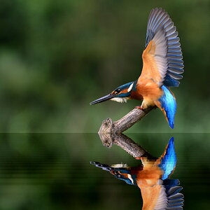 Eisvogel Spiegel