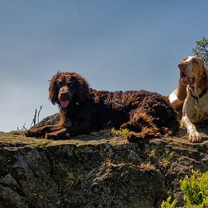 Harzer Klippenhunde