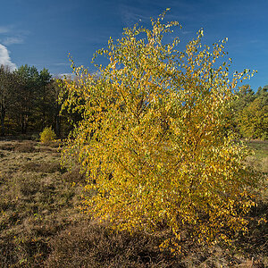 Heidebirke
