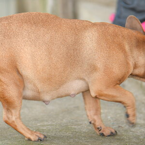 g bully 5