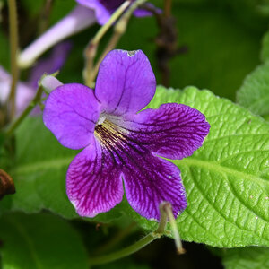 Blüte