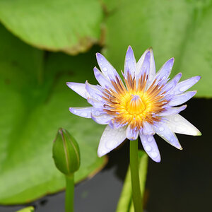 Seerose
