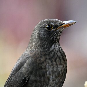 comp DSC 7789

Amsel