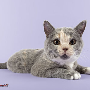 Katzen BKH 24Wo 2012 3960k600