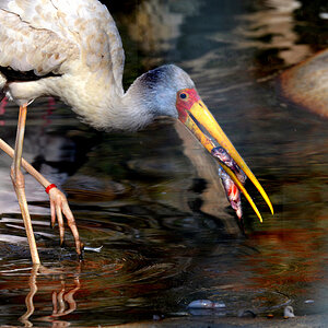 storch fisch 1200