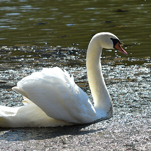 schwan im matsch 07