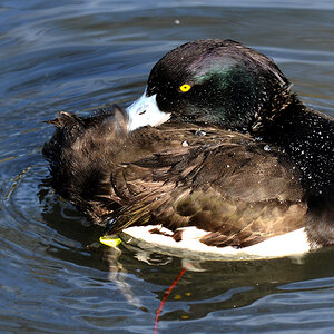Das perlt an mir ab wie Wasser an der Ente