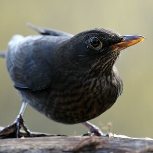 comp DSC 8084

Amsel