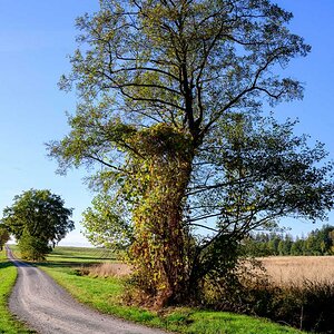 DSC0655 19 10 2018
Bäume, Wolfsburg, Natur, Landschaft