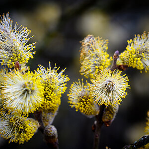 DSC1977 19 03 2019
Blüten, Nahaufnahme, Natur, Landschaft