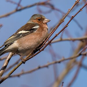 D50 8623 Buchfinkenmännchen IIA 1 2019