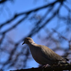 comp DSC 4767