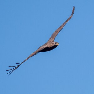 D50 2271 Bussard im Messerflug IA 3 2018