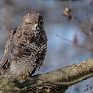 D50 1308 BNussard im Baum IA 3 2018