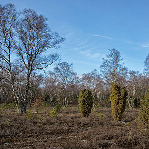 Bokeler Heide 1