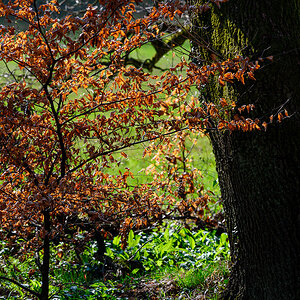 DSC2086 02 04 2019
Bäume, Wald