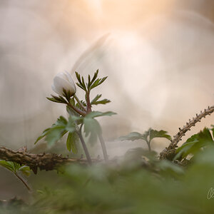 Buschwindröschen (Anemone nemorosa)