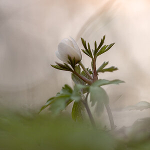 Buschwindröschen (Anemone nemorosa)