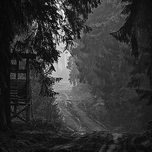 Forstweg in den Tiefen der Göhrde