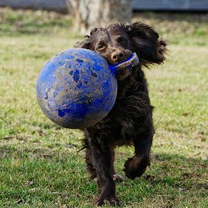 Ballsport II