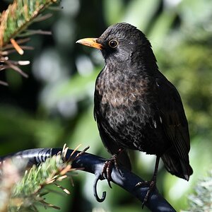 comp DSC 8401

Amsel