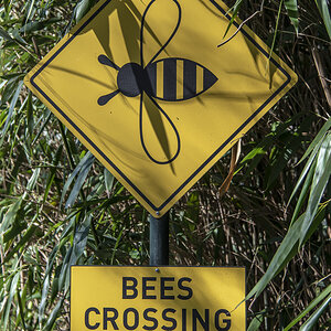 Schild Bees