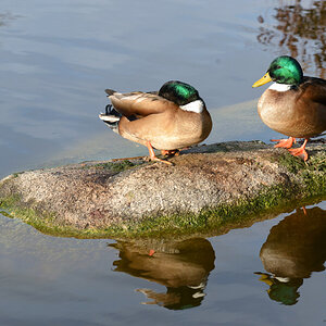 eine insel enten 1200