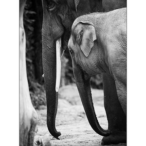 ZooPZ1 9488