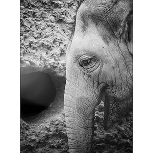 ZooPZ1 9492