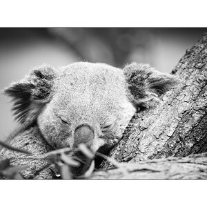 ZooPZ1 9515