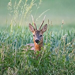 Bock
