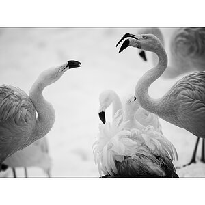 ZooPZ1 9567
