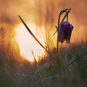 Schachbrettblume (Fritillaria meleagris)