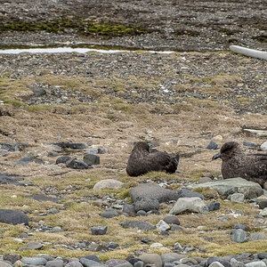 Skuas