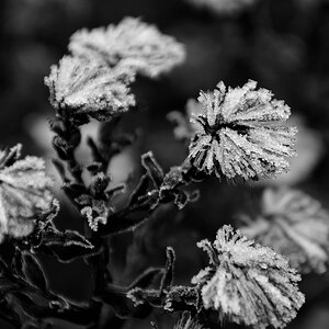 comp DSC 0001