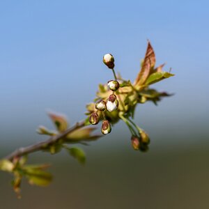 comp  I001915