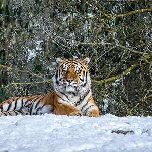 sibirischer Tiger Jegor