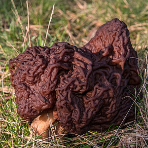 Frühjahrslorchel 1