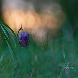 Schachbrettblume (Fritillaria meleagris)