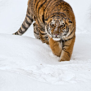Wintertiger