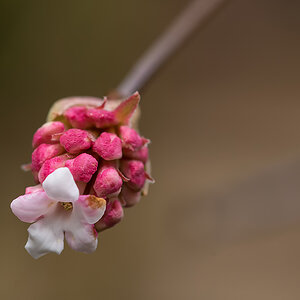 Frühling 3