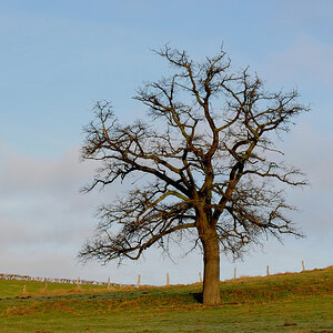 Montage Baum Graffiti 01