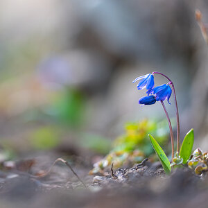Zweiblättrige Blaustern (Scilla bifolia)